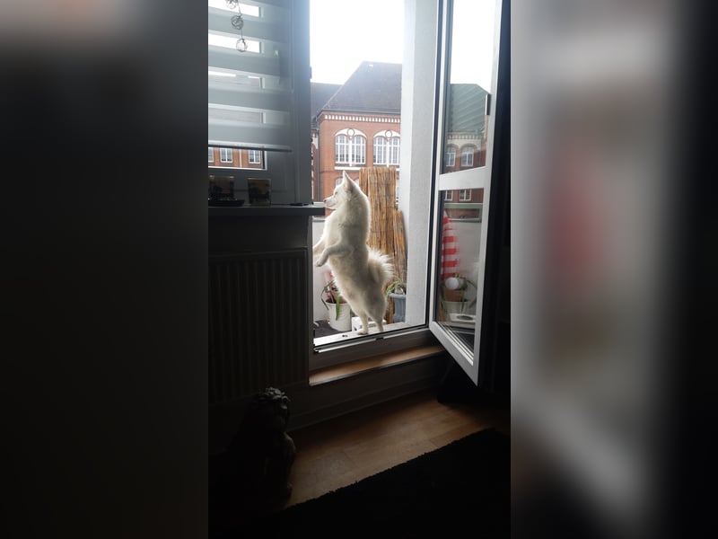 Mini Husky sucht neues schönes zu Hause auf Lebenszeit.
