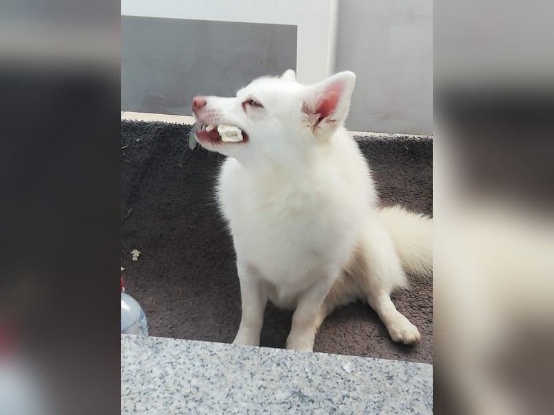 Mini Husky sucht neues schönes zu Hause auf Lebenszeit.