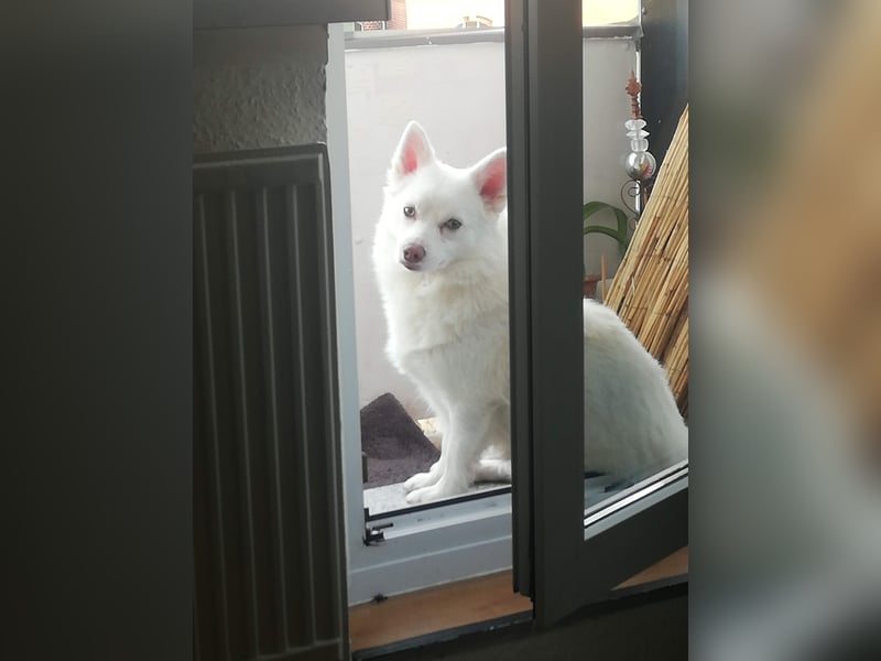 Mini Husky sucht neues schönes zu Hause auf Lebenszeit.