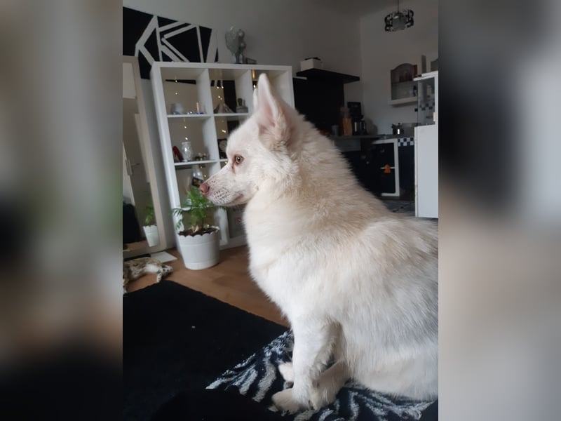 Mini Husky sucht neues schönes zu Hause auf Lebenszeit.
