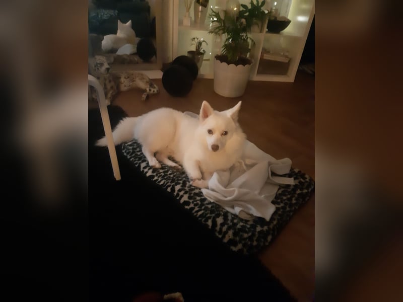 Mini Husky sucht neues schönes zu Hause auf Lebenszeit.