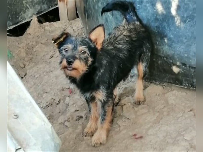 Idefix