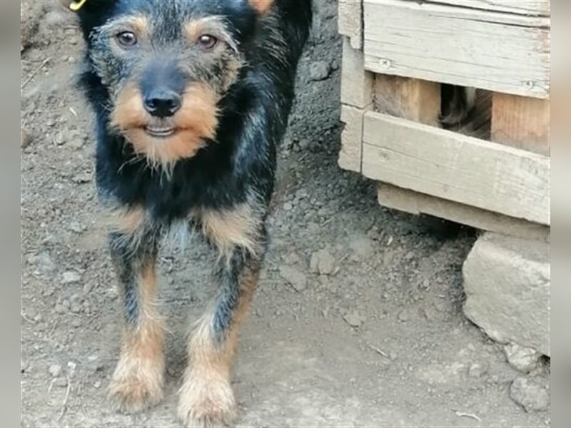 Idefix