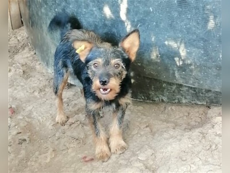 Idefix