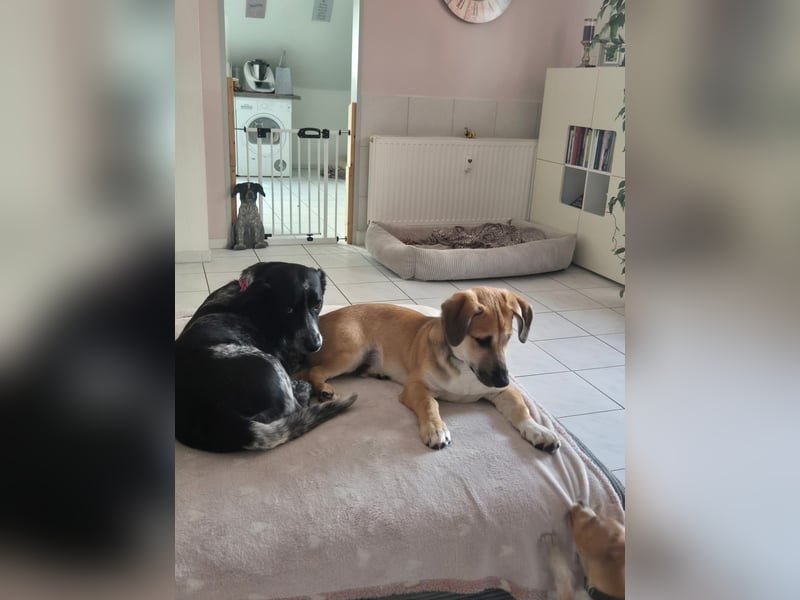 Taavi sucht sein Zuhause