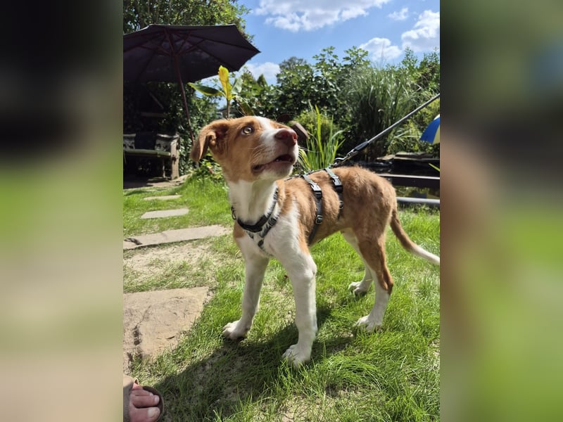 Struppy sucht sein Zuhause