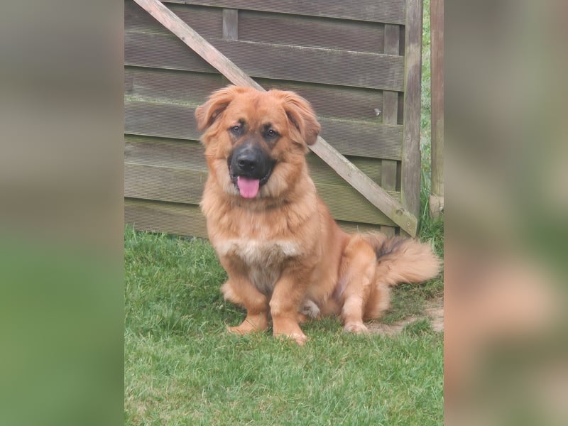 Patch sucht sein Zuhause