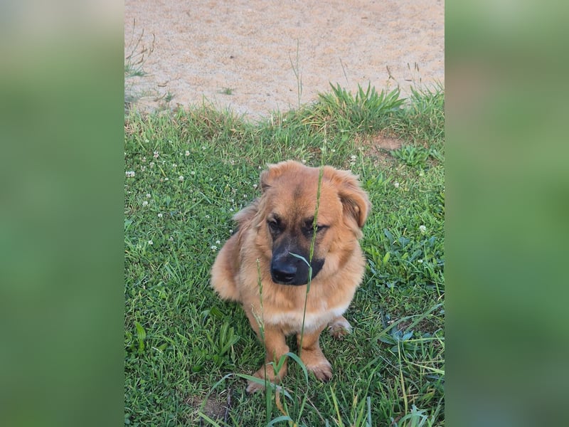 Patch sucht sein Zuhause