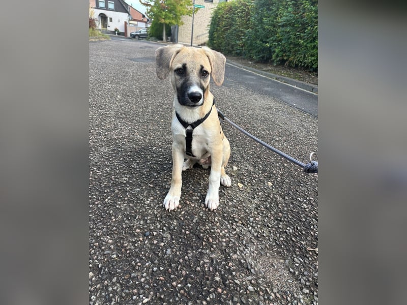 Leo sucht sein Zuhause