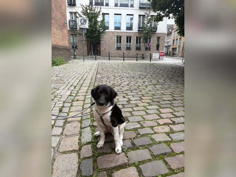 Spike sucht sein Zuhause