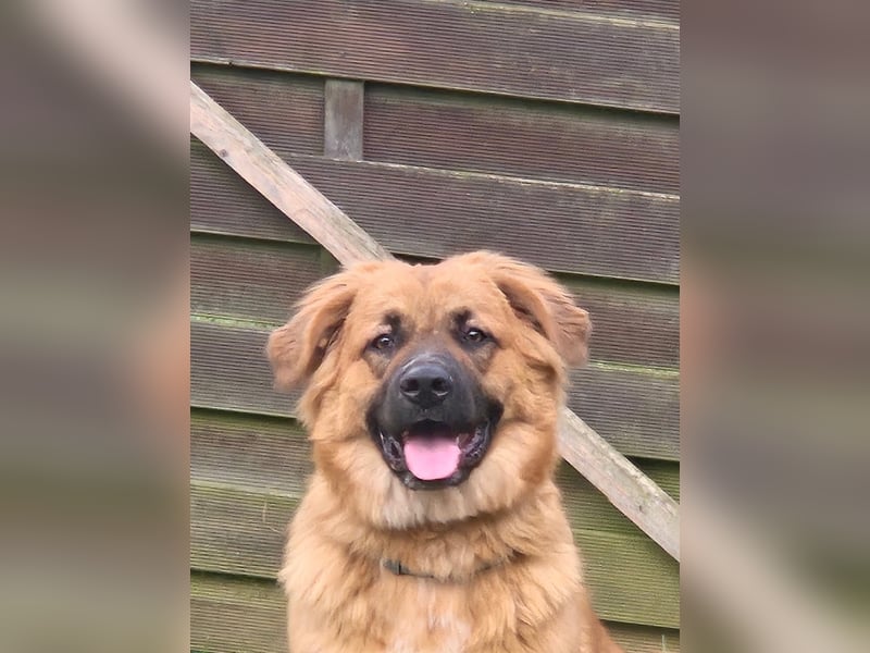 Patch sucht sein Zuhause
