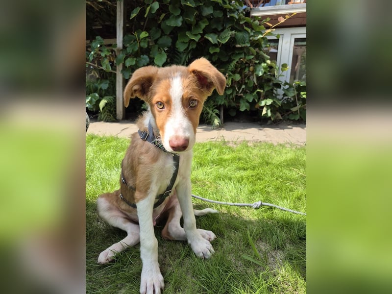 Struppy sucht sein Zuhause