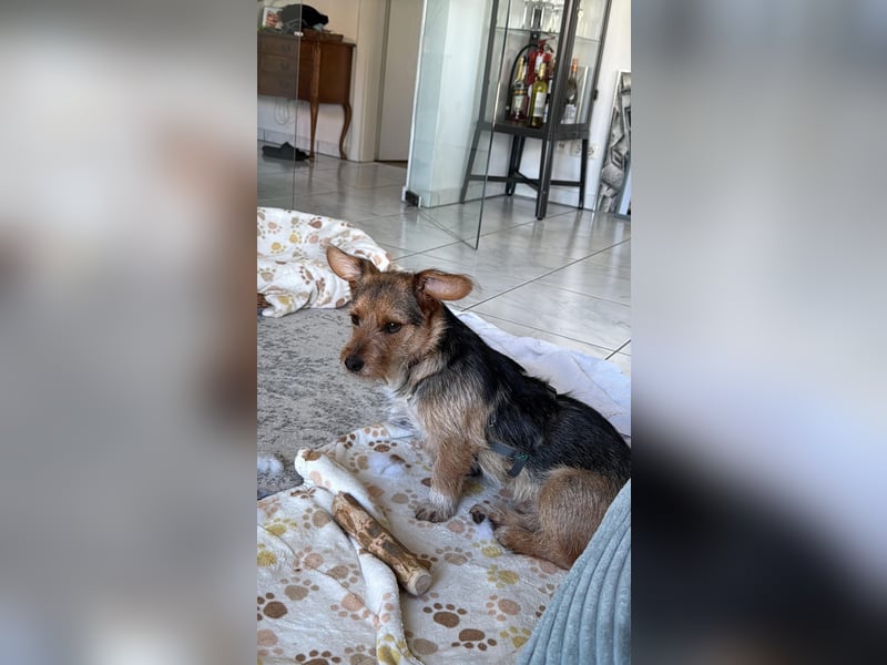 Lucky sucht sein Zuhause