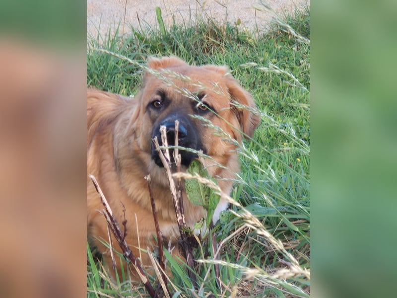 Patch sucht sein Zuhause