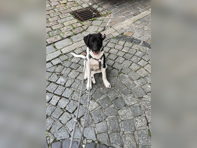 Spike sucht sein Zuhause