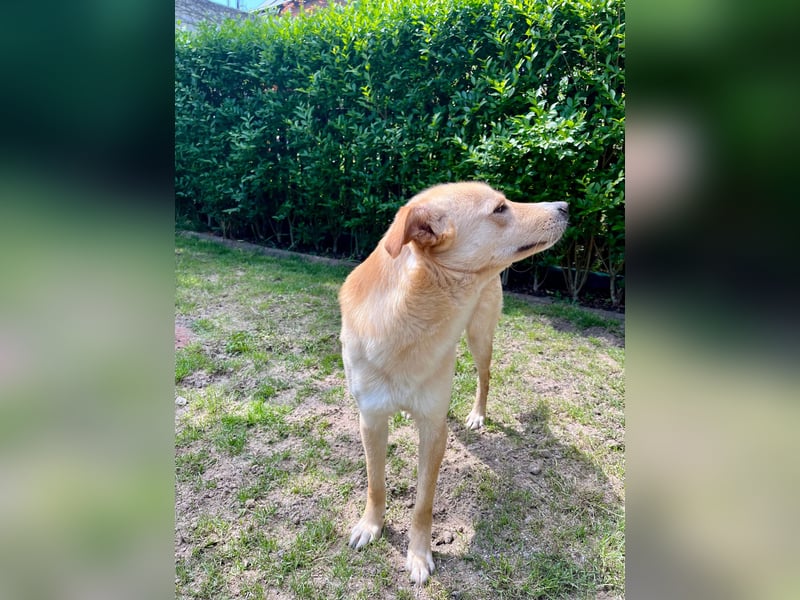 Snookie sucht sein Zuhause