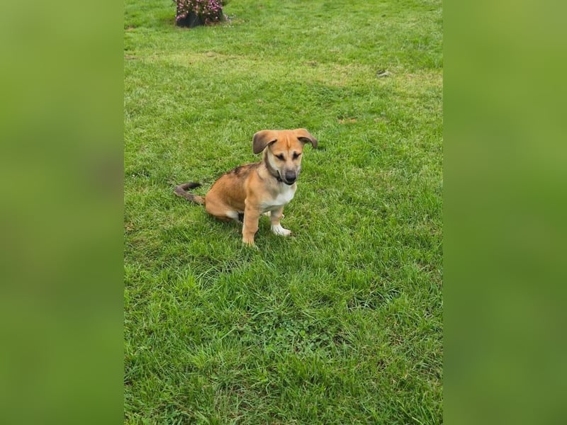 Taavi sucht sein Zuhause