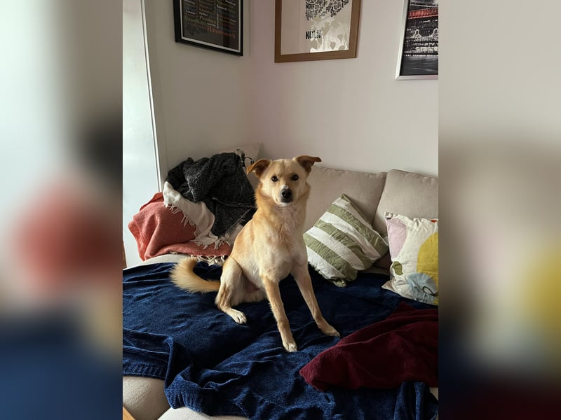 Snookie sucht sein Zuhause