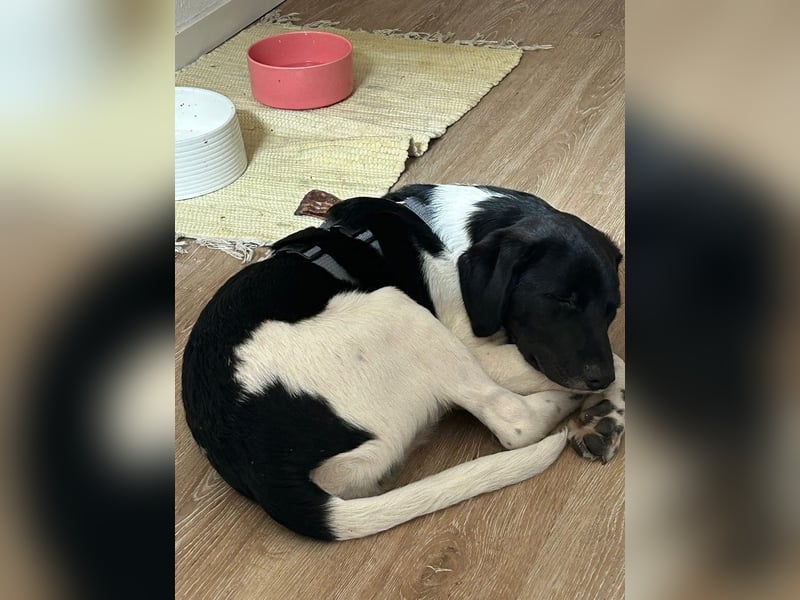 Spike sucht sein Zuhause