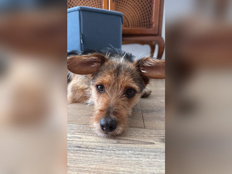 Lucky sucht sein Zuhause