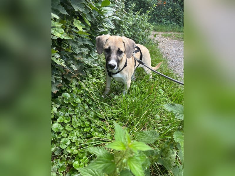 Leo sucht sein Zuhause
