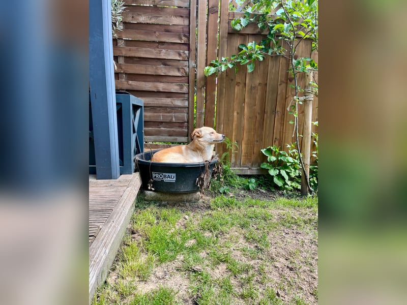 Snookie sucht sein Zuhause