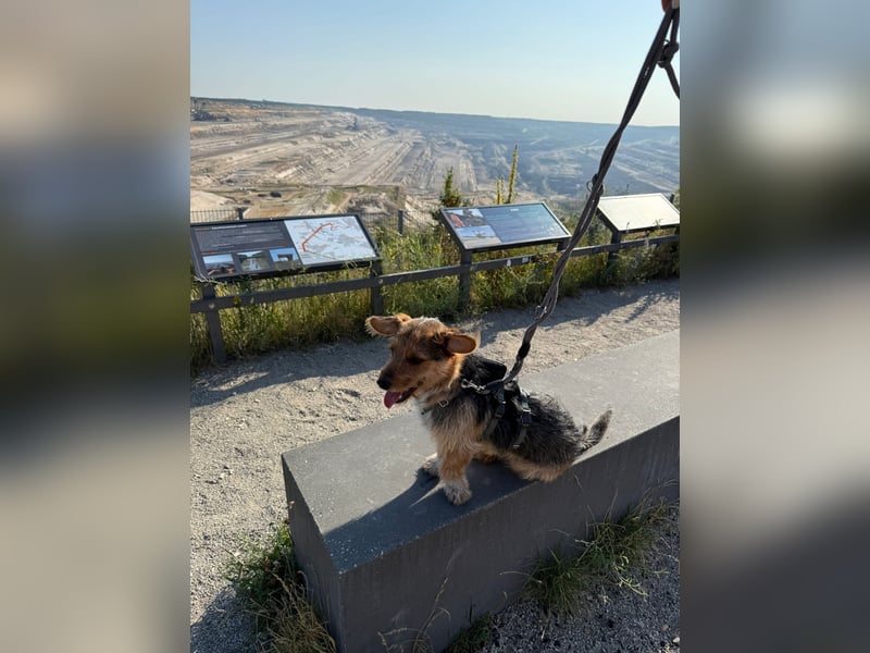 Lucky sucht sein Zuhause