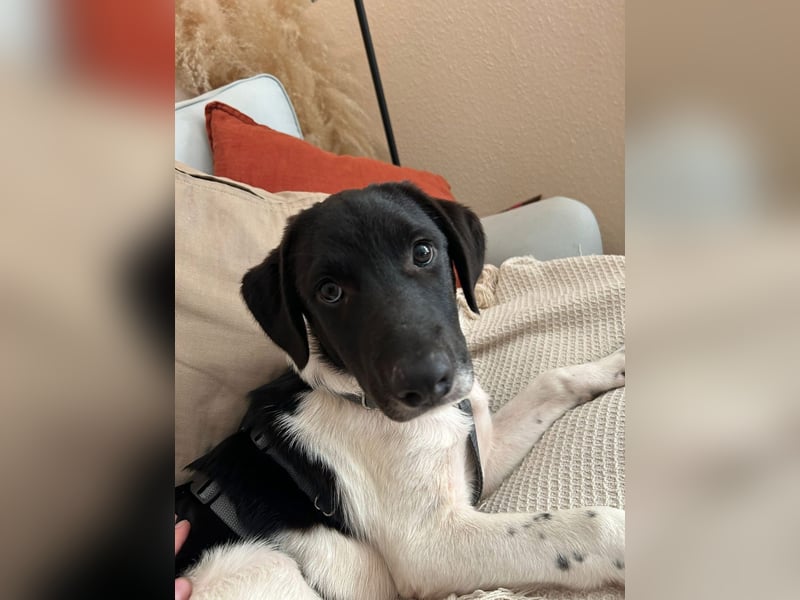Spike sucht sein Zuhause
