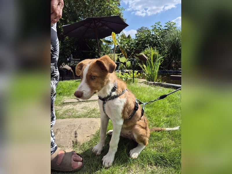 Struppy sucht sein Zuhause
