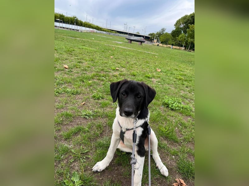 Spike sucht sein Zuhause