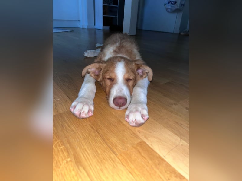 Struppy sucht sein Zuhause