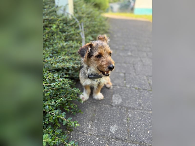 Lucky sucht sein Zuhause