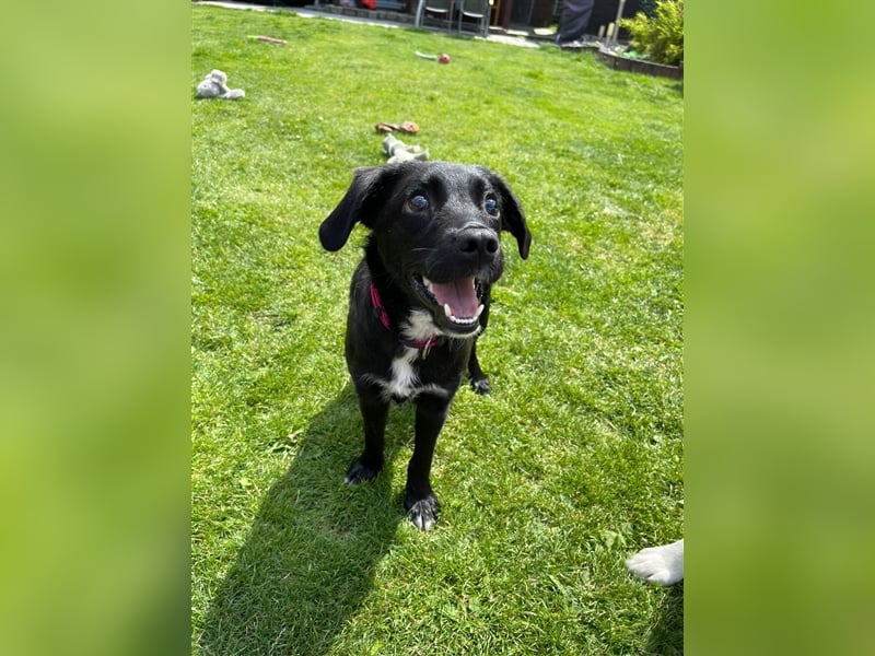 Sirius mit Handicap
