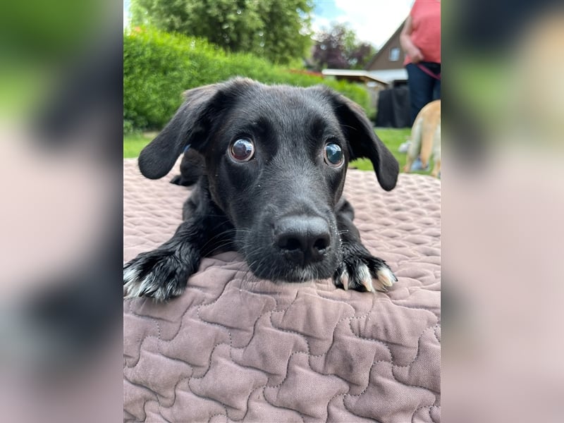 Sirius mit Handicap