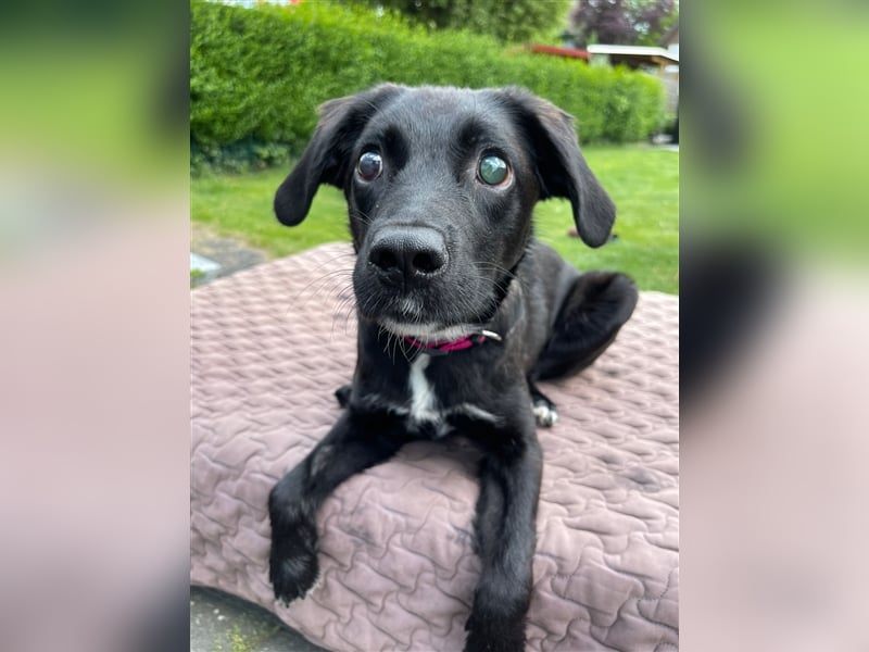 Sirius mit Handicap