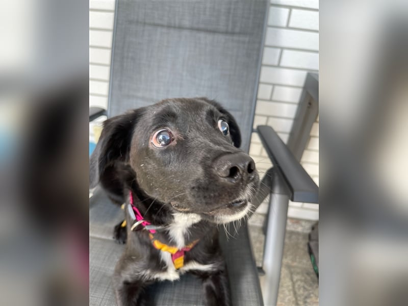 Sirius mit Handicap