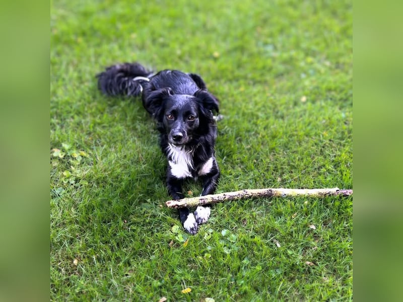 Ellie - rennt für ihr Leben gerne