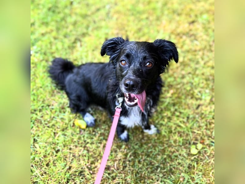 Ellie - rennt für ihr Leben gerne