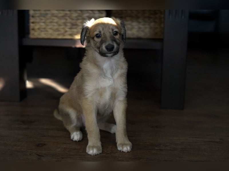 Langhaariger Silken Windsprite Longdog Welpe aus liebevoller Aufzucht