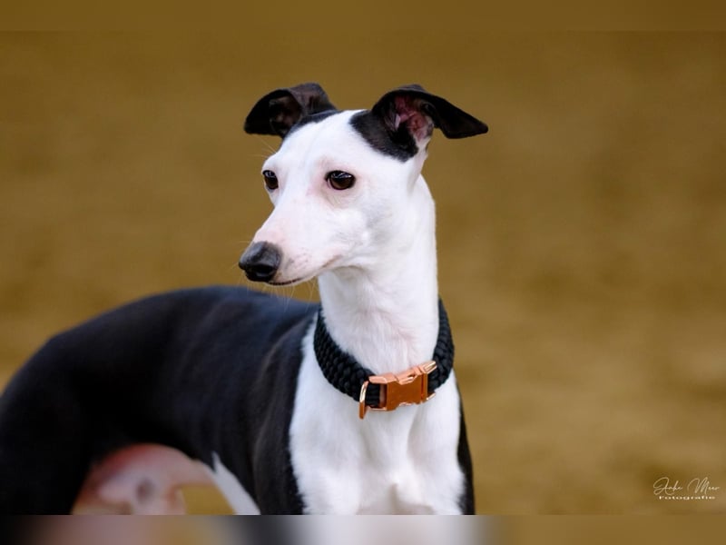 Langhaariger Silken Windsprite Longdog Welpe aus liebevoller Aufzucht