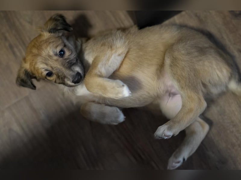 Langhaariger Silken Windsprite Longdog Welpe aus liebevoller Aufzucht