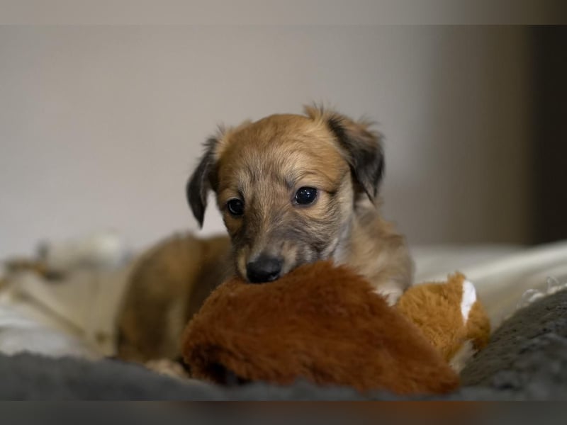 Langhaariger Silken Windsprite Longdog Welpe aus liebevoller Aufzucht