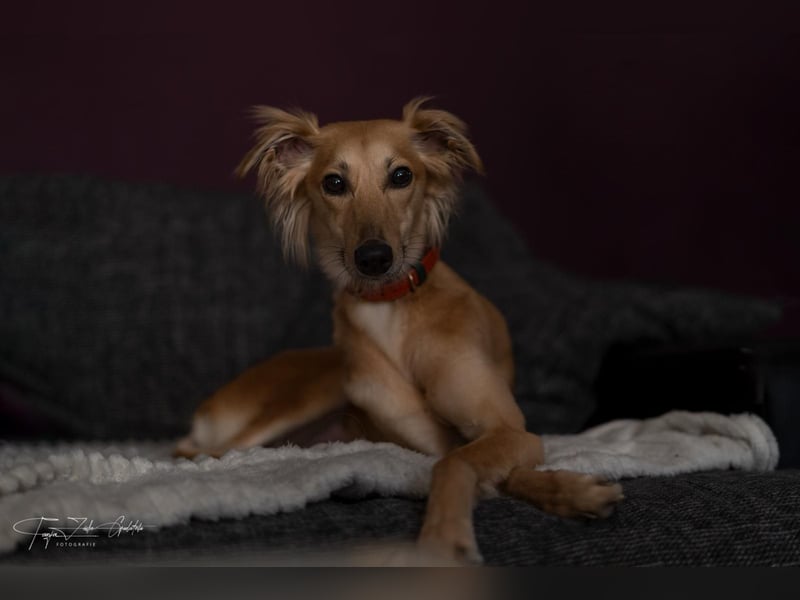 Langhaariger Silken Windsprite Longdog Welpe aus liebevoller Aufzucht