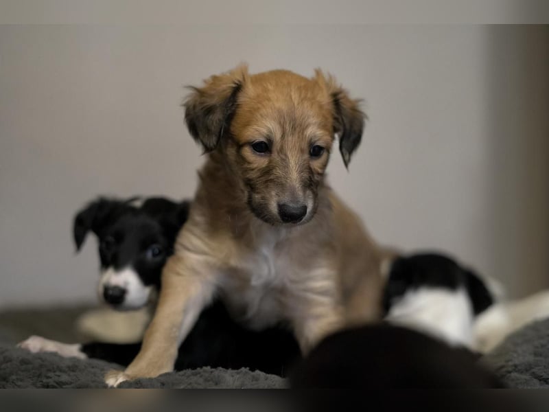 Langhaariger Silken Windsprite Longdog Welpe aus liebevoller Aufzucht