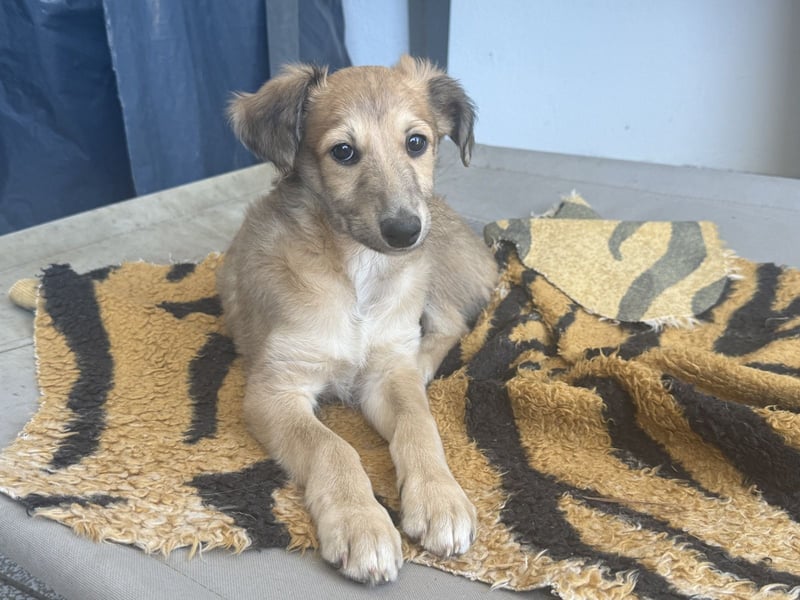 Langhaariger Silken Windsprite Longdog Welpe aus liebevoller Aufzucht