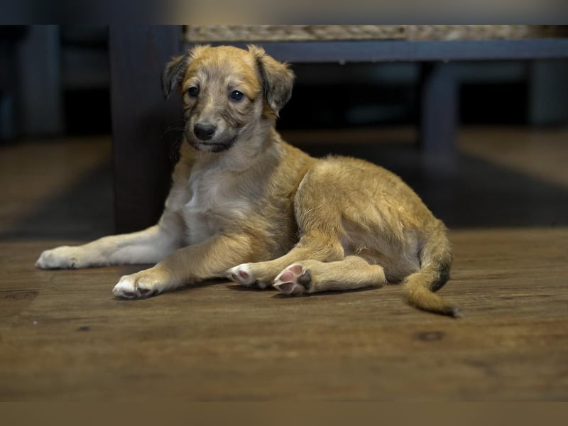 Langhaariger Silken Windsprite Longdog Welpe aus liebevoller Aufzucht