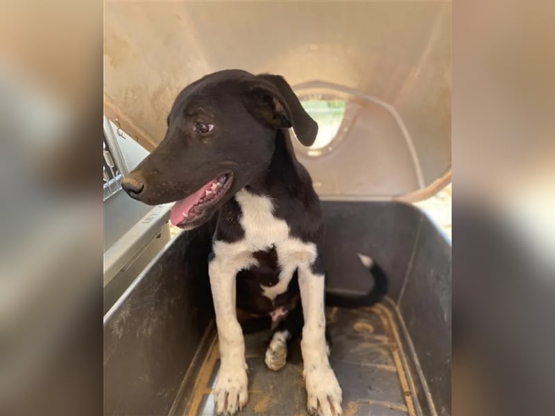 Fritz sucht ein passendes Zuhause