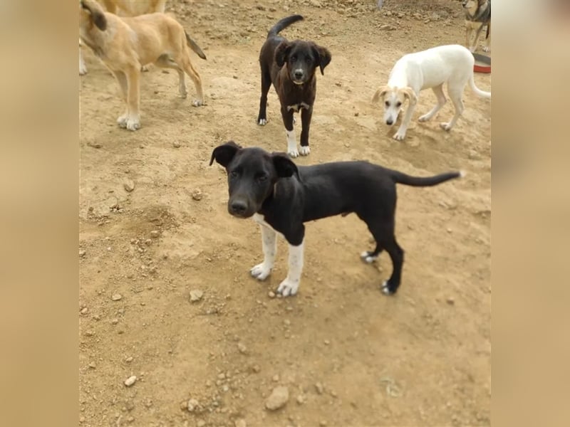 Fritz sucht ein passendes Zuhause