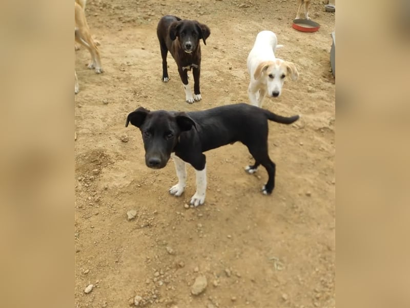 Fritz sucht ein passendes Zuhause