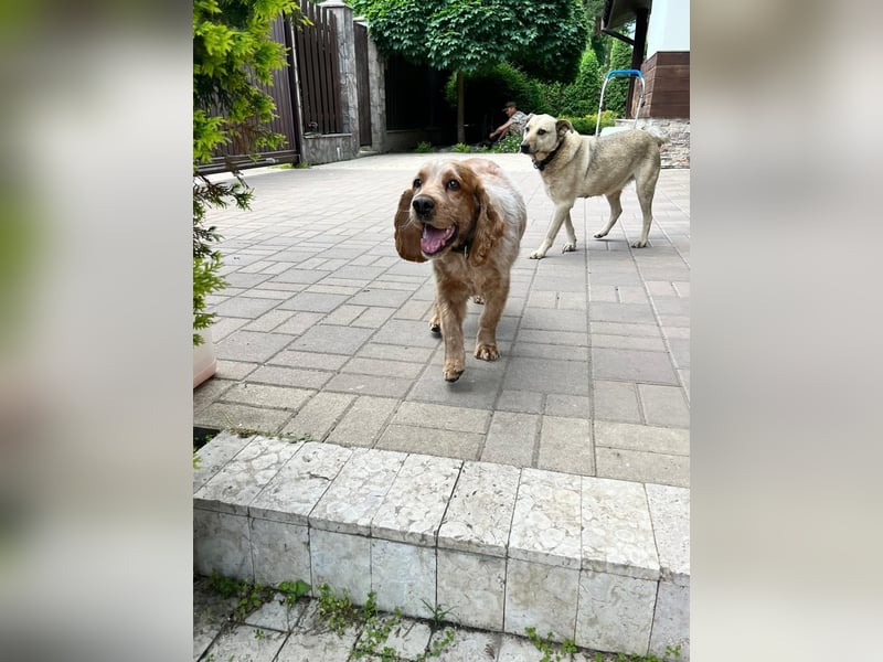 Toller Philipp sucht seine Familie!